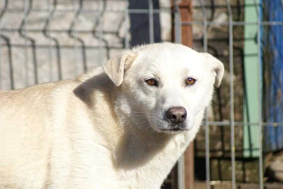 Hunde mit Handicap Dogsouls